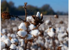 ¿Qué tan bueno es el algodón Pima?